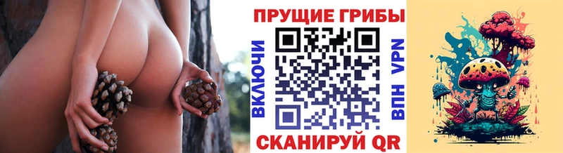 Купить закладки  Сысерть  Псилоцибиновые грибы Psilocybe 